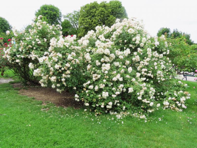 volksgartenschneeewitt6.JPG