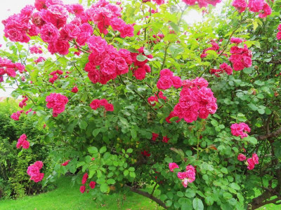 volksgartenpink.JPG