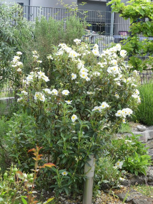 C. laurifolius2.JPG