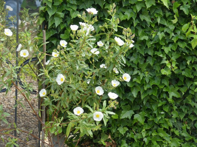 C. oblongifolius.JPG
