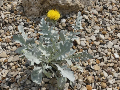 Centaurea ragusina.JPG
