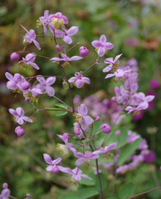 Wiesenraute_rochebrunianum_0010__S_35405.jpg