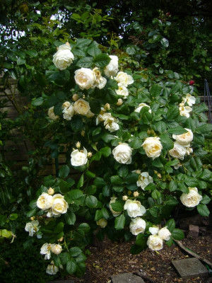 Klosterrose Uetersen 1.JPG