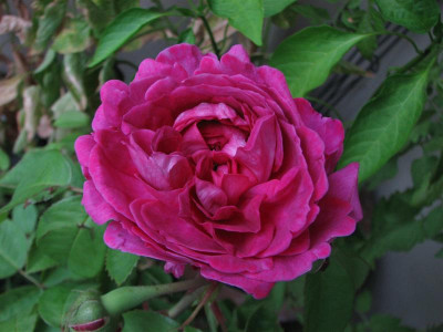 reine_des_violettes_2008_stange.JPG