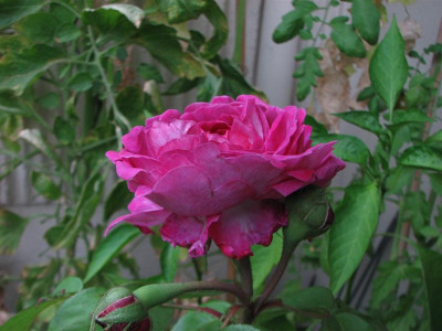 reine_des_violettes_2008_stange2.JPG