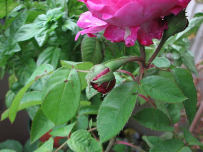 reine_des_violettes_2008_stange_knospe.JPG