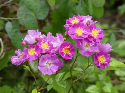 2024-05-27 Rose Ahrensburg Violet'.jpg