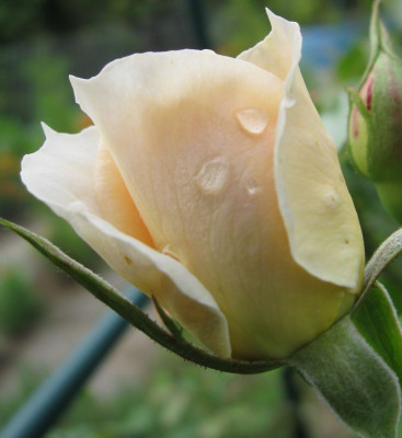 IMG_0307a.jpg