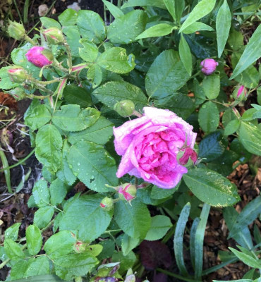 IMG_4028.jpeg
