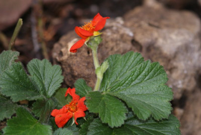 Geum_o-rot.jpg