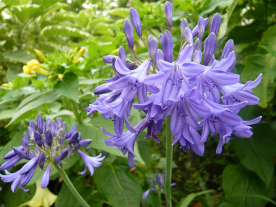 A.-Bressingham_Blue-1-.jpg