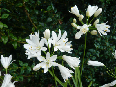 A.-Double-Diamond-1-.jpg