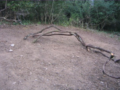 Scharzdorn0015.jpg