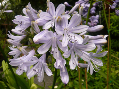 A.-Silver-Mist-1-.jpg