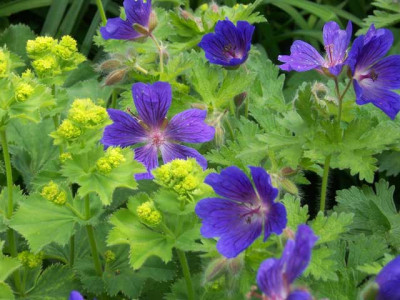 GerGravetyeAlchemilla_we.jpg