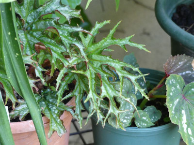 2024-05-28 Begonia sikkimensis.jpg