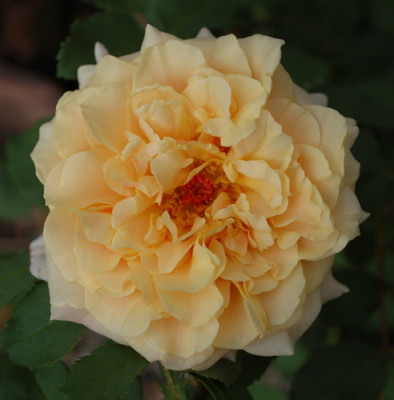 Caramell_0010__DSC_35440.jpg