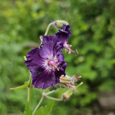 Geranium phaeum Raven 20240528_122332.jpg