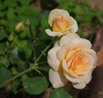 Apricot_Nectar_0010__P_35567.jpg