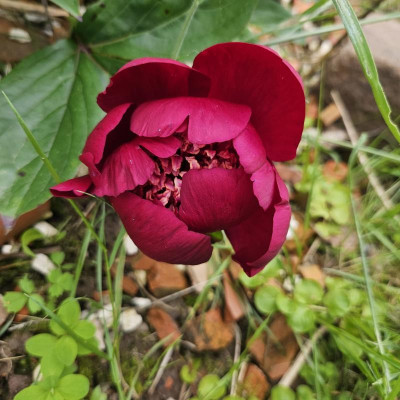 Paeonia Sword Dance 20240528_133934.jpg