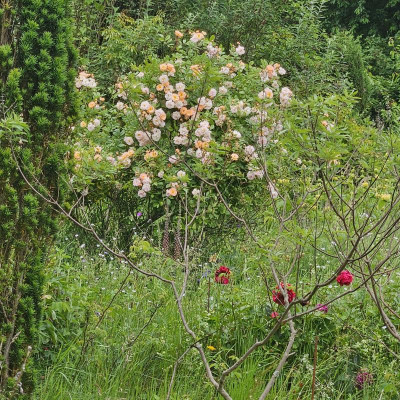 Rosa Multiflora Ghislaine de Féligonde 20240528_134030.jpg