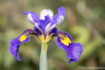 Iris_Ray_Jeffs_3791_800_sRGB.jpg