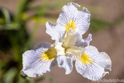 Iris_Elfenkind_3693.jpg
