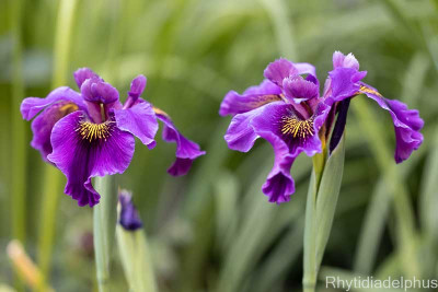 Iris_Dark_Emperor__2859_800_sRGB.jpg