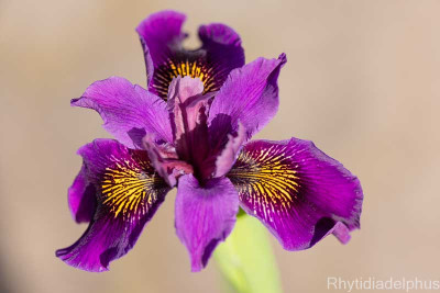 Iris_Dark_Emperor_2743_800_sRGB.jpg
