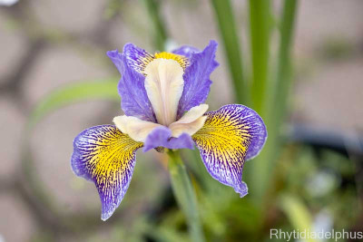 Iris_Calsibe_SSTT1031_3899_800_sRGB.jpg