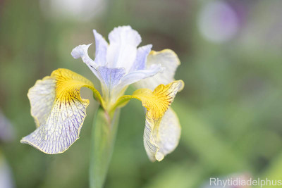 Iris_Ally_Oops'_3778_800_sRGB.jpg