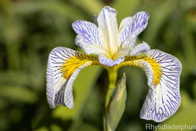 Iris_Roy_s_Repeater_3225_800_sRGB.jpg