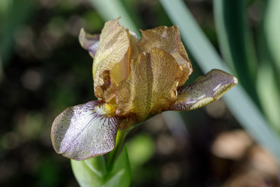 Diaphane # BH.jpg