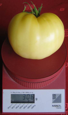 weissesochsenherz08.jpg