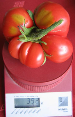 wasauchimmertomate08.JPG