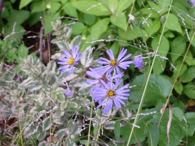 9.August_2008_13_kl._20_Aster_macrophylla_Twilight_Einzelb._Gras.JPG