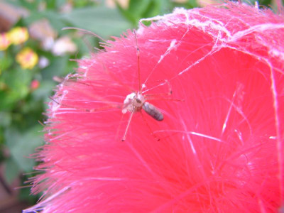 spinneneier1.jpg