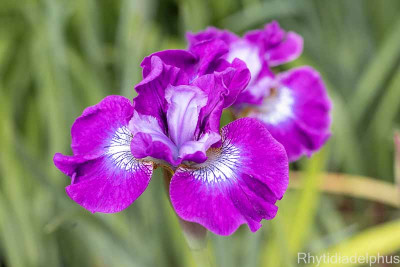 Iris_Berlin er_Amethyst_2866_800_sRGB.jpg