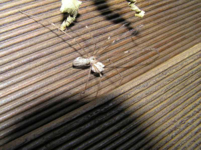spinneneier2.jpg