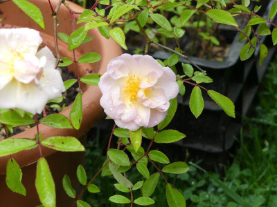 2024-05-27 Rose Sämling 1.jpg