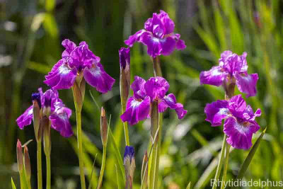 Iris_Berliner_Amethyst_2957_800_sRGB.jpg