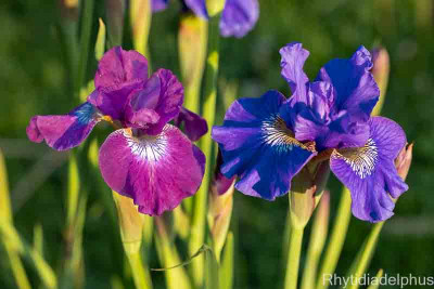 Iris_Berlin er_Amethyst_Lapislazuli_3019_800_sRGB (2).jpg