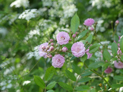 2024-05-29 Rose Sämling 2.jpg