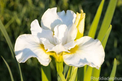 Iris_Frau_Holle_3009_800_sRGB.jpg
