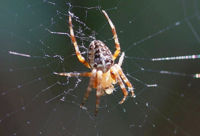 Kreuzspinne06.jpg