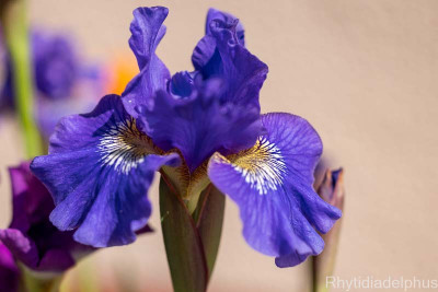 Iris_Lapislazuli_3066_800_sRGB.jpg