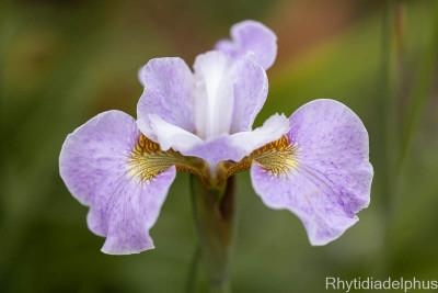 Iris_Lavender_Landscape_2882_800_sRGB.jpg