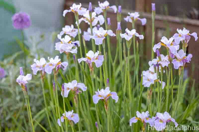 Iris_Lavender_Landscape_3006_800_sRGB.jpg