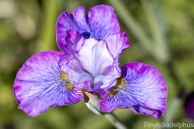 Iris_My_Girl_Emily_3217_800_sRGB.jpg