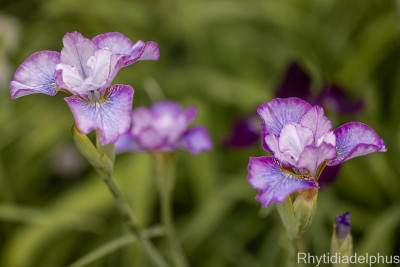 Iris_My_Girl_Emily_3267_800_sRGB.jpg